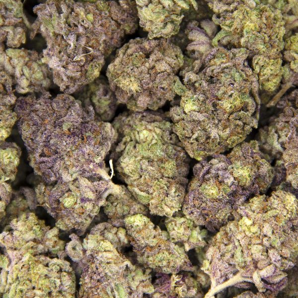 Island Sweet Skunk AA+ - Image 3