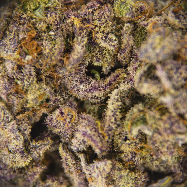 Island Sweet Skunk AA+ - Image 2