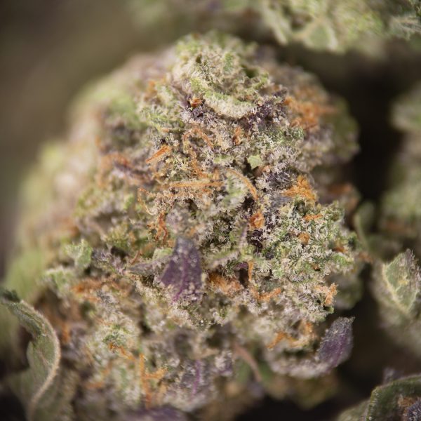 Blue Cheese (Popcorn) AAA - Image 3
