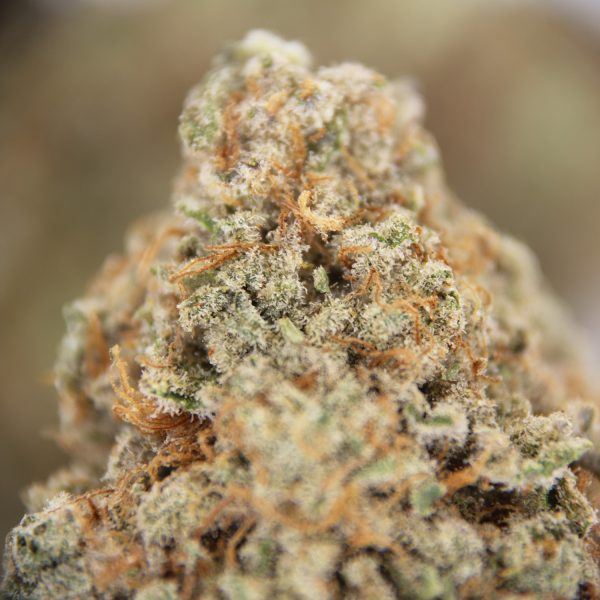 Dutch Treat (mediums) AA - Image 2