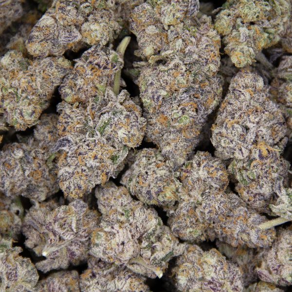 Mimosa x Orange Punch AAAA+/Craft - Image 3