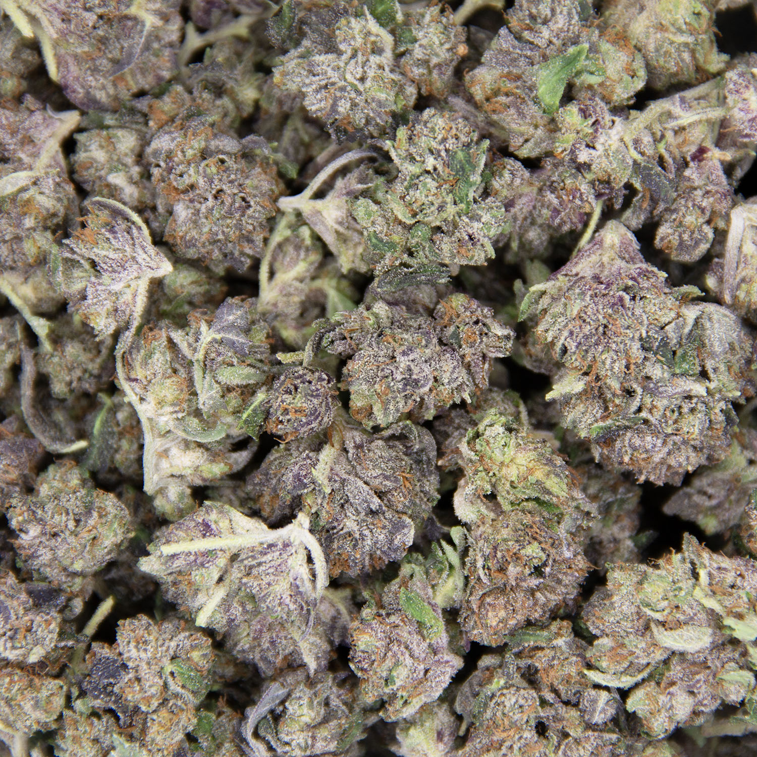 Purple Rockstar (popcorn) AAA - Image 3