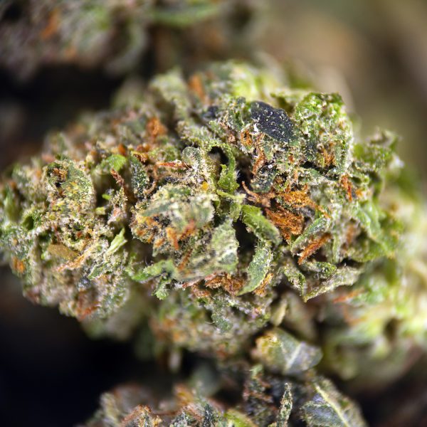 Alien Bubba (popcorn) AA - Image 2