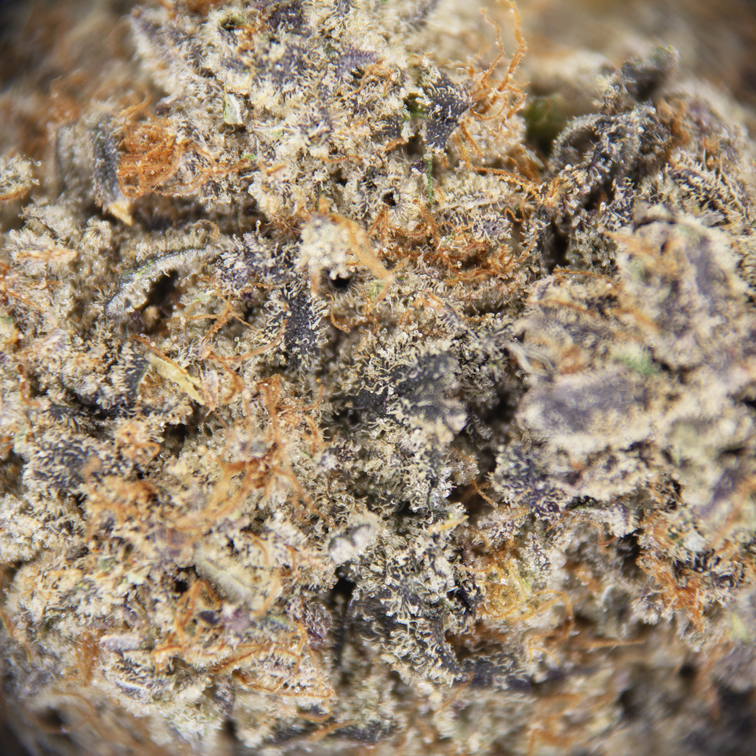 Oreo Big Stuff AAAA - Image 2