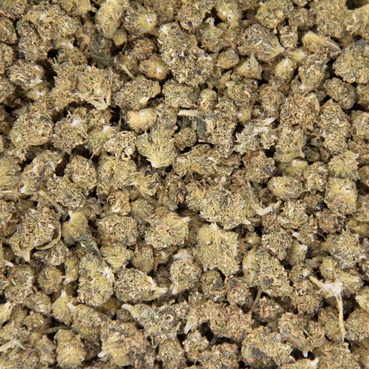 Tangie (popcorn) AA - Image 3