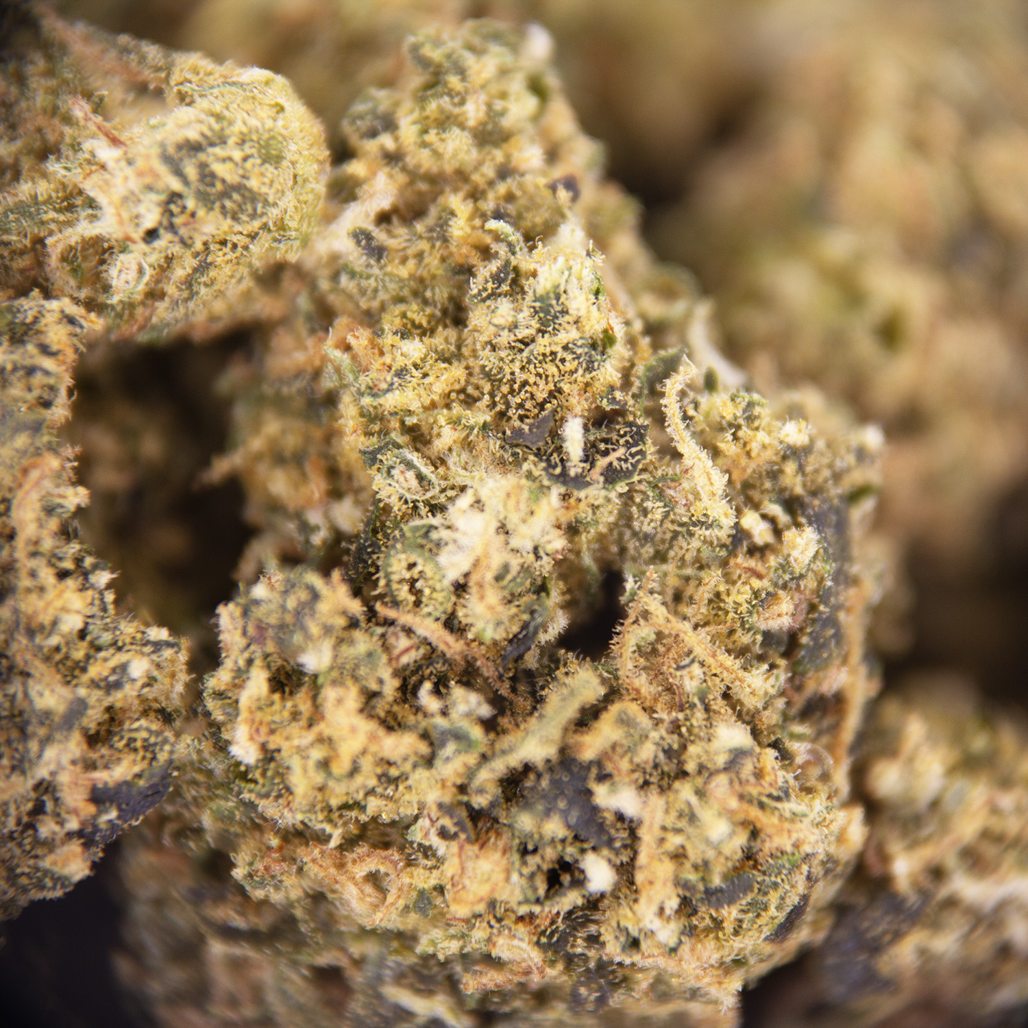 Tangie (popcorn) AA - Image 2