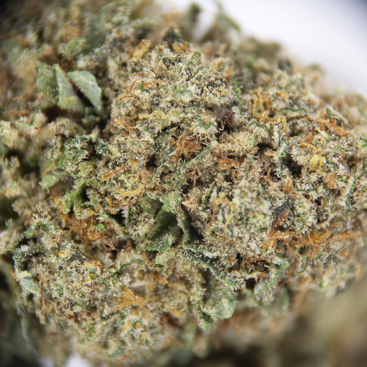 Alien Dawg AA - Image 2