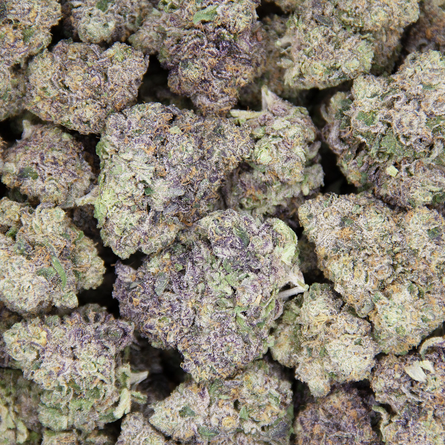 Gello Shotz AAA+ - Image 3