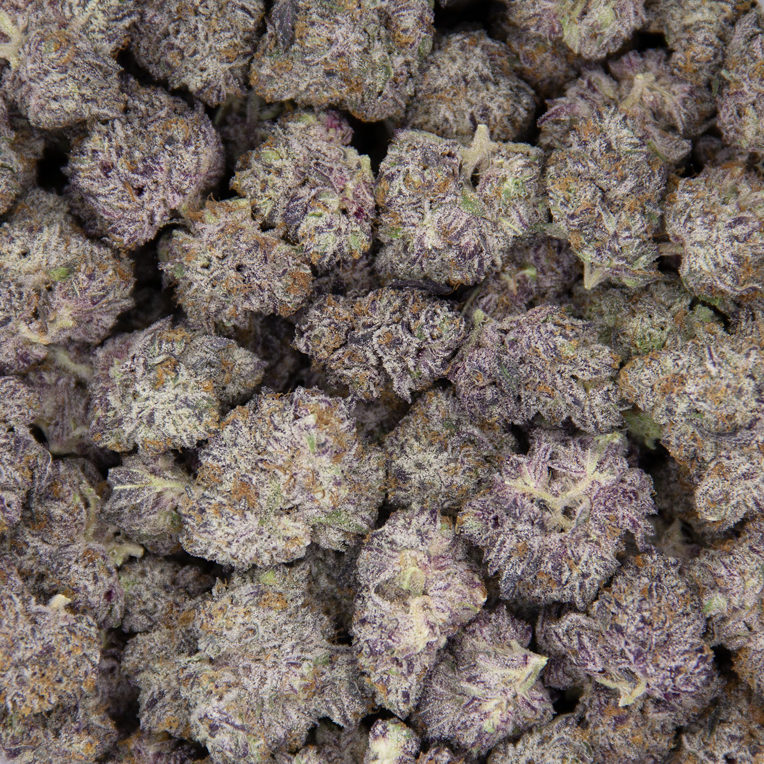 Champagne Showers (mediums) AAAA - Image 3