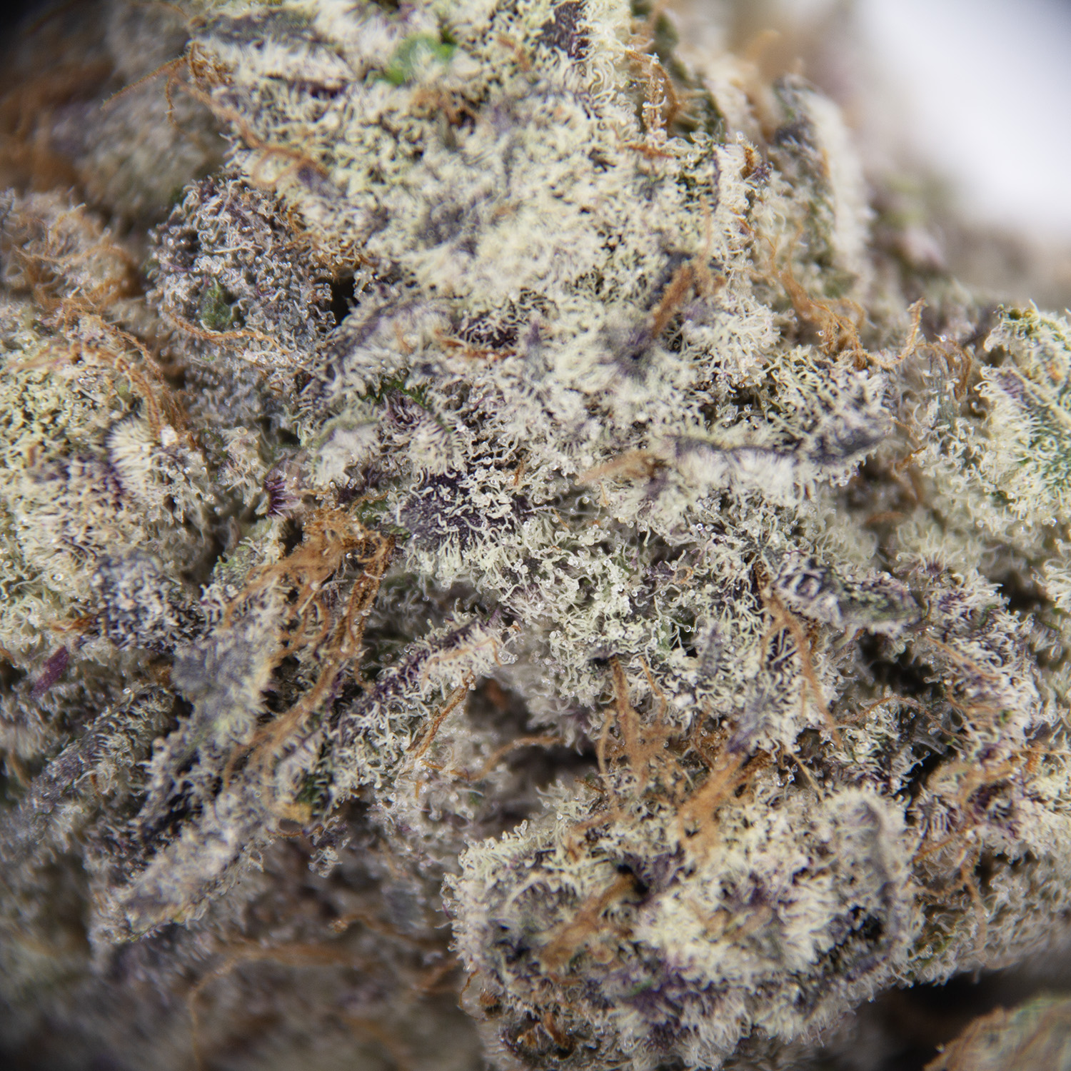 Jordanz AAAA - Image 2