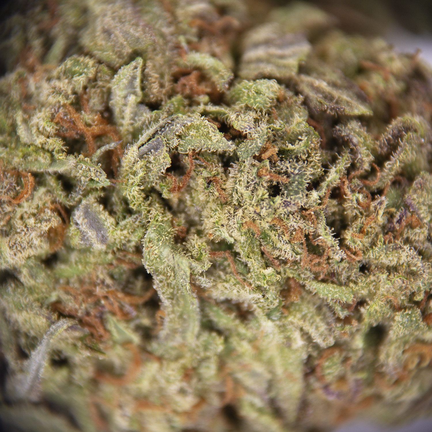 Pink Panties AA - Image 2