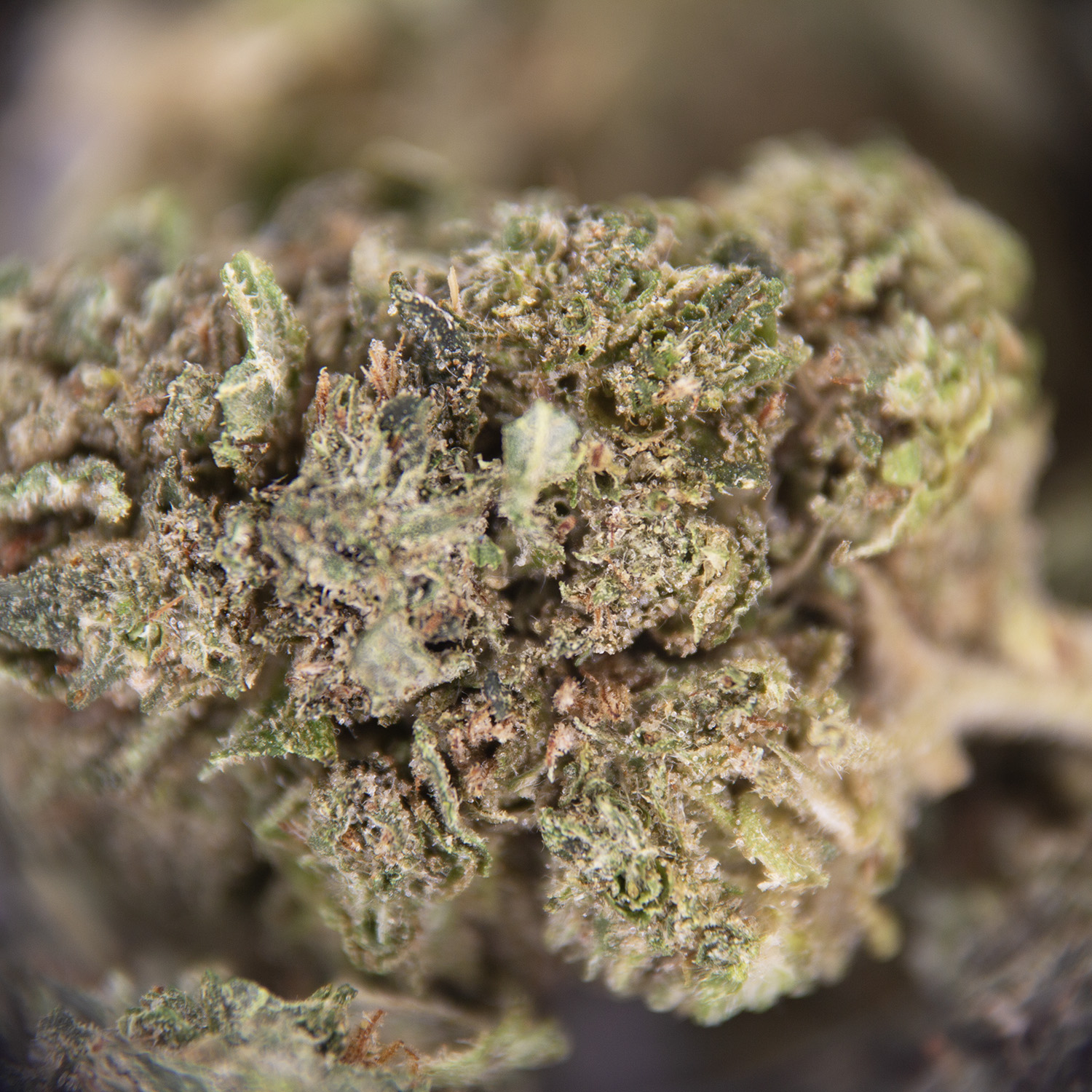 Super Skunk (mediums) AA - Image 2