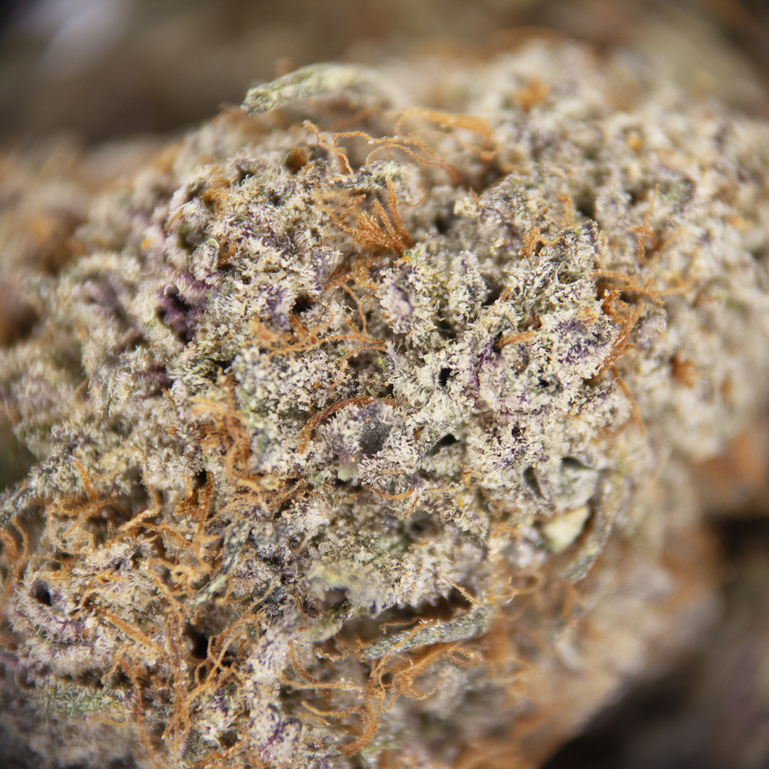 Gelato AAA - Image 2