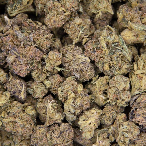 McGrupp AA (2) copy BAG