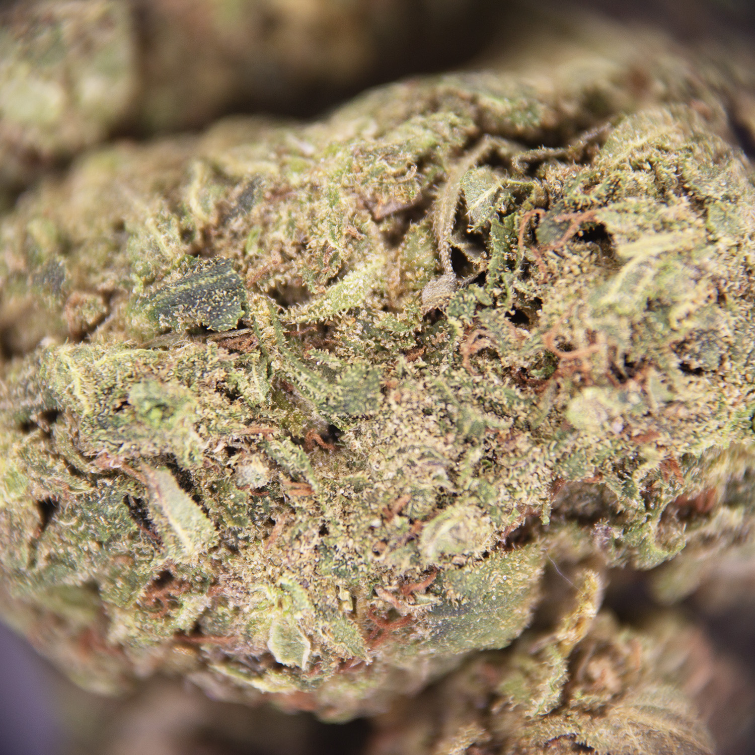 Deadhead OG (mediums) AA - Image 2