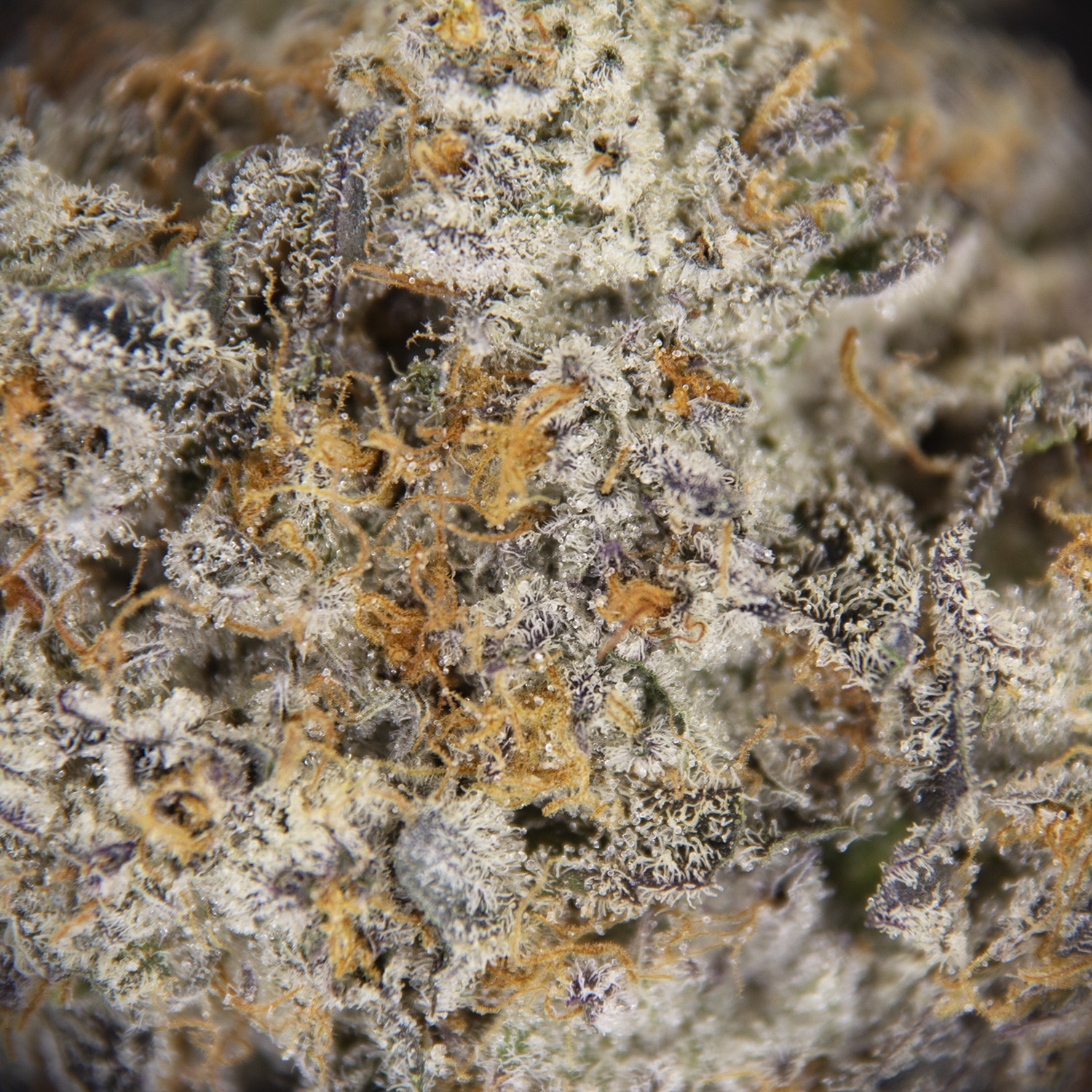 Rainbow Rozay AAAA - Image 2