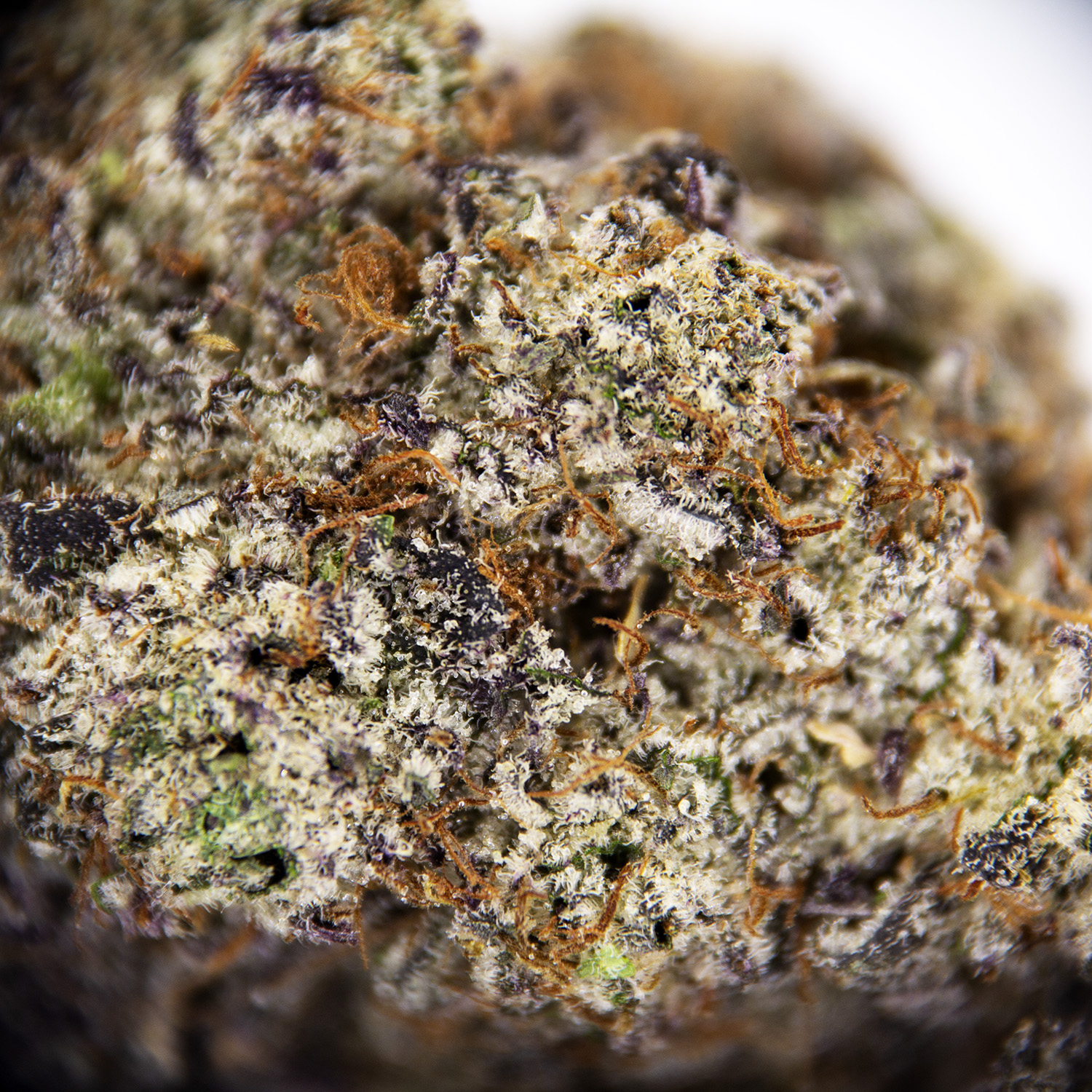 Cherry Blossom AAAA+ - Image 3