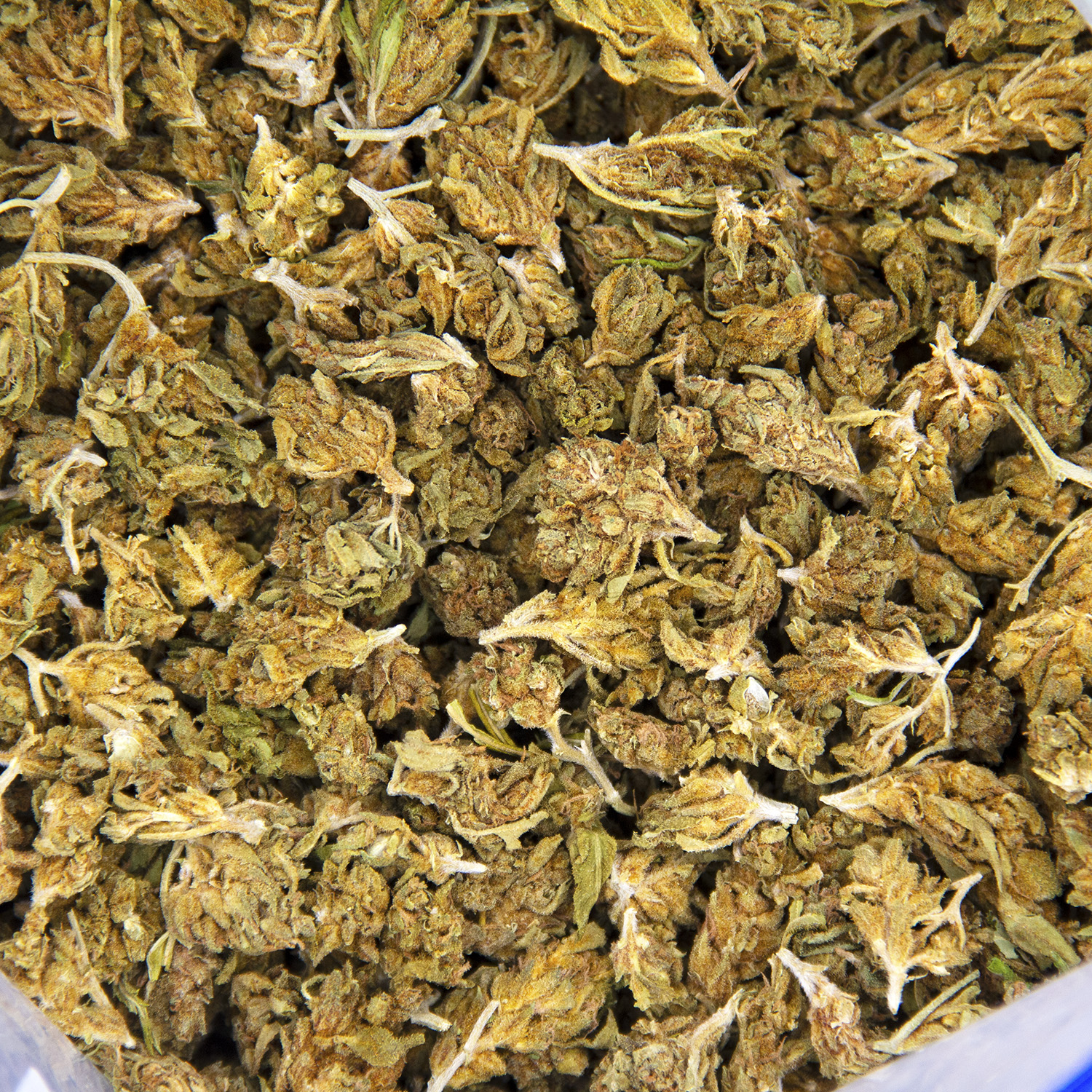 Colombian Gold (popcorn) AA - Image 2