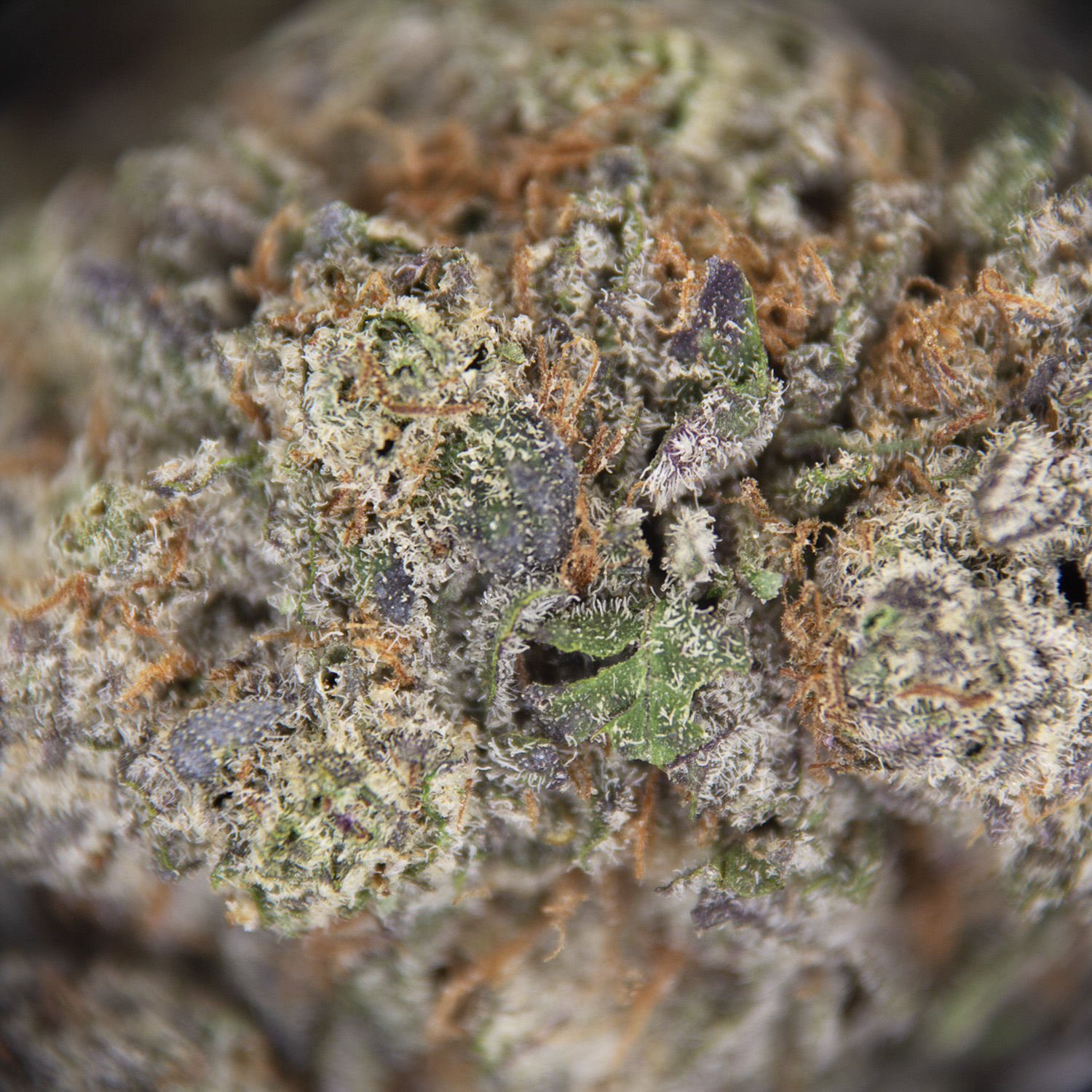 Purple Cherry AAA- - Image 2