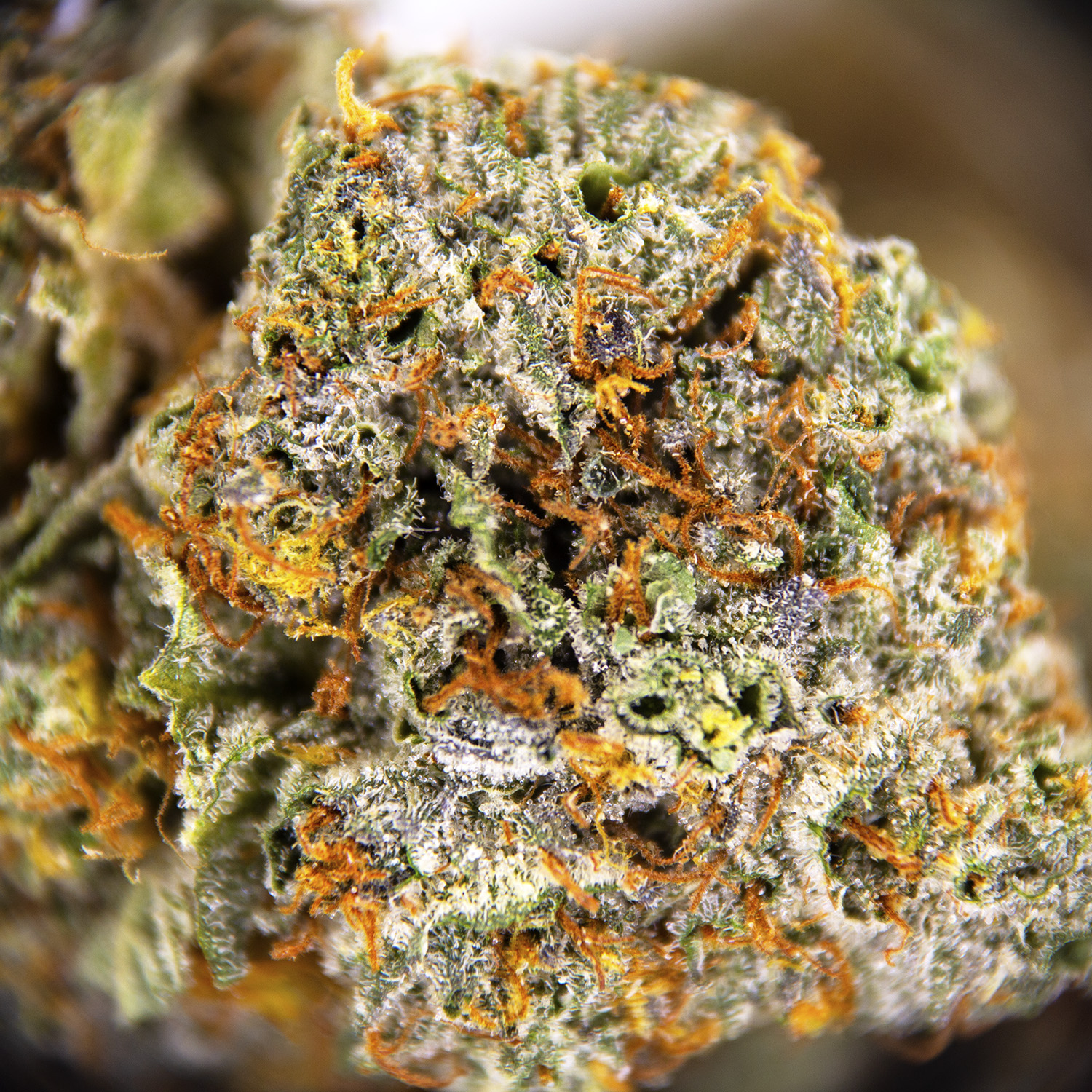 Scout Master (mediums) AAA - Image 2