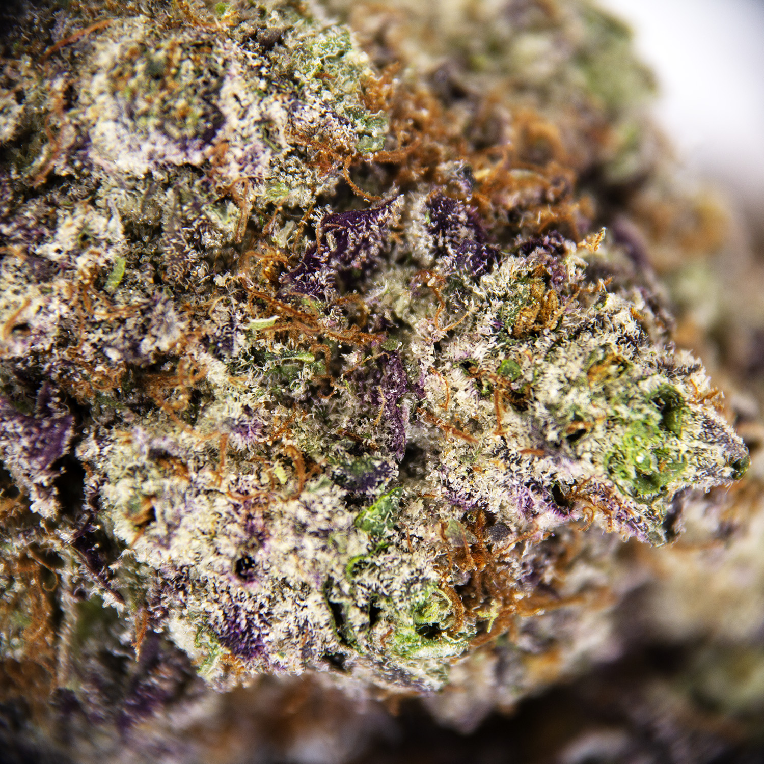 Super Boof AAAA - Image 3