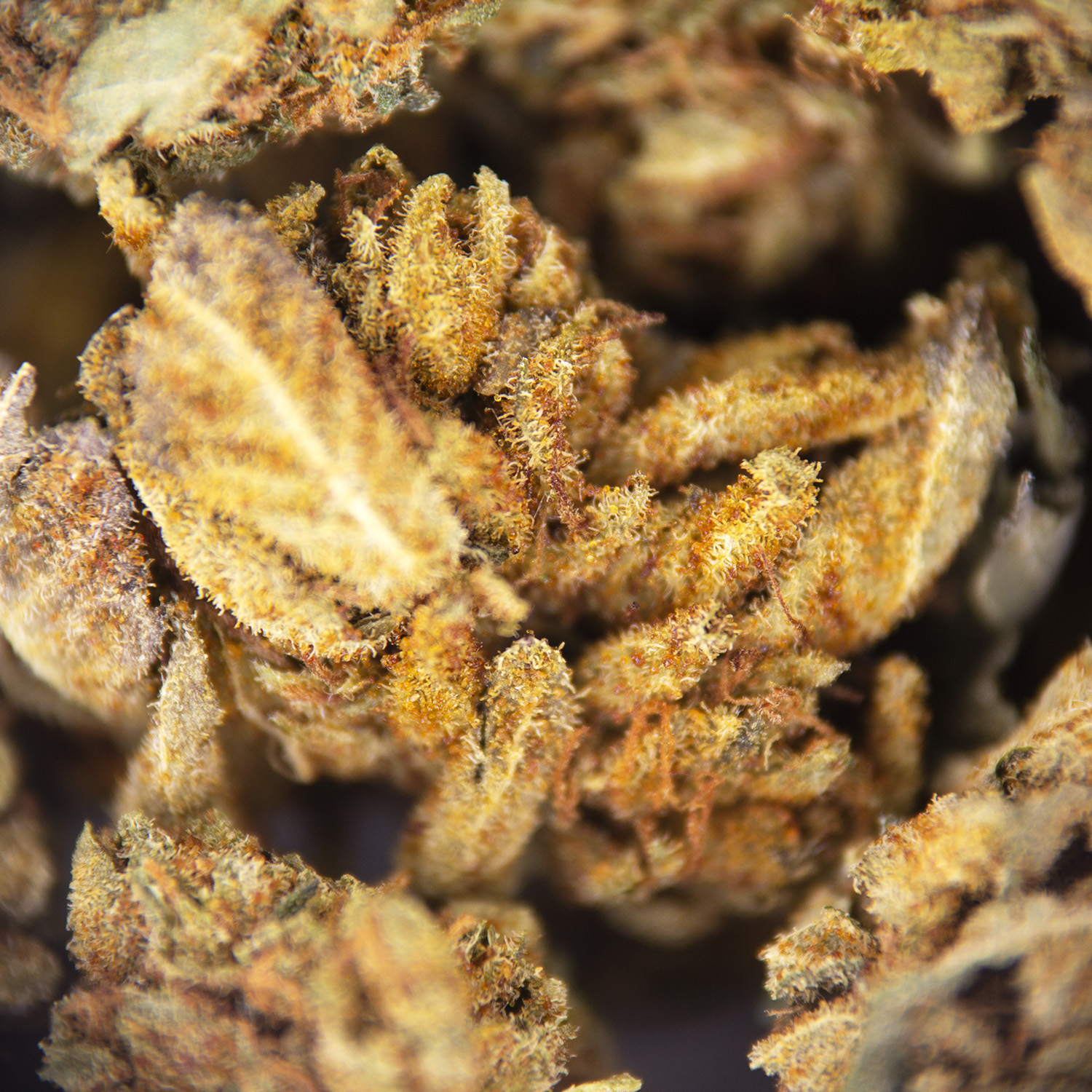 Violator (popcorn) AA - Image 2