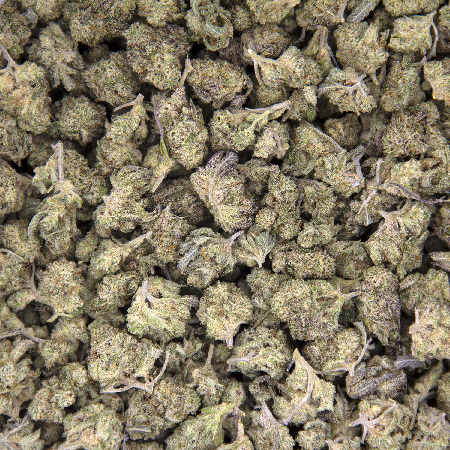 Blue Frost (popcorn) AAA - Image 3