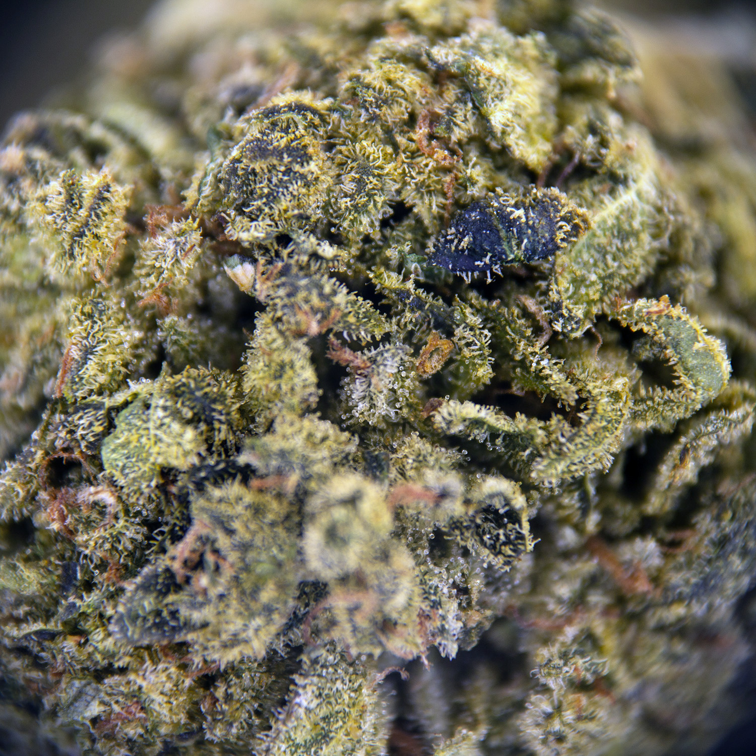 Lemon Skunk AA - Image 3