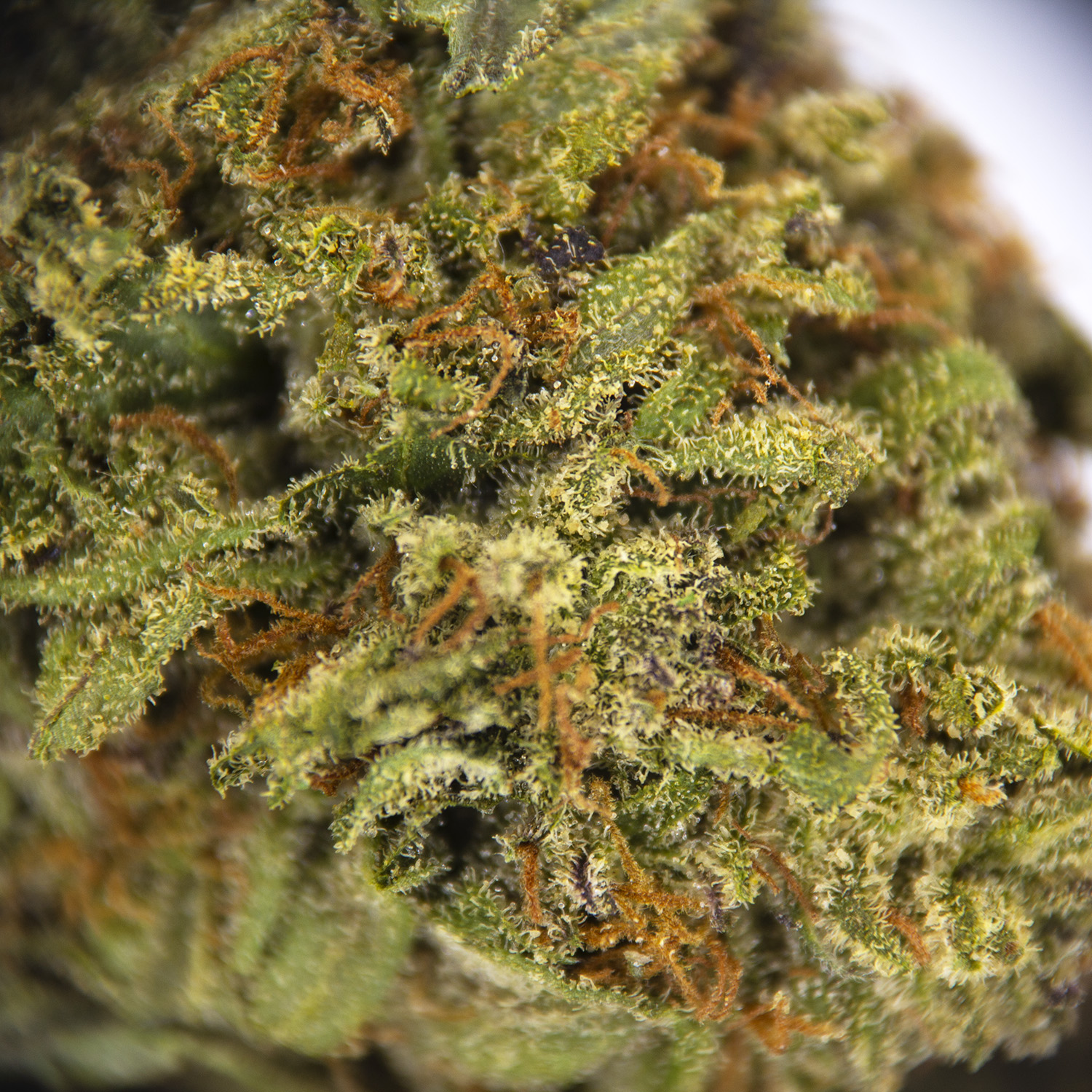 Candy Apple AA - Image 2