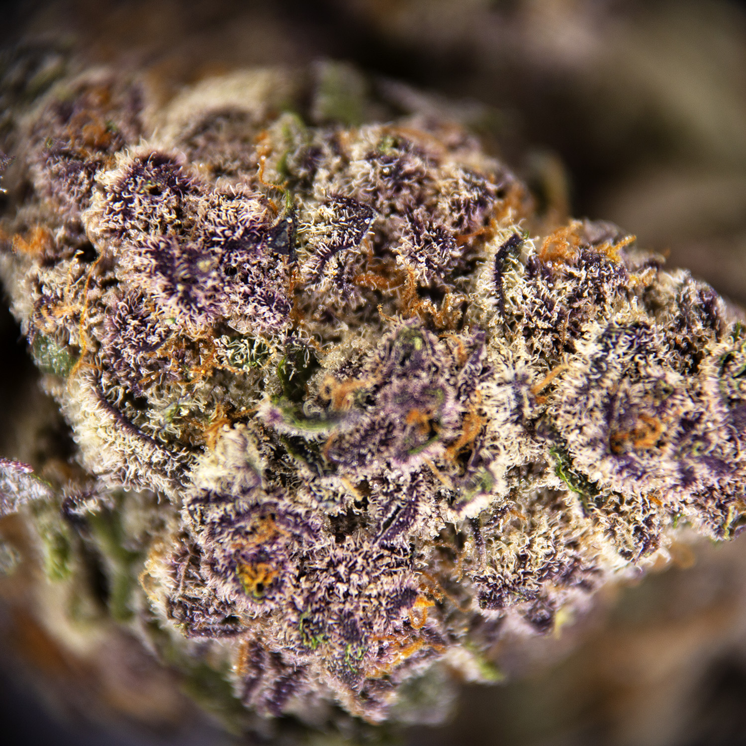 Cherry Haze AAA - Image 3