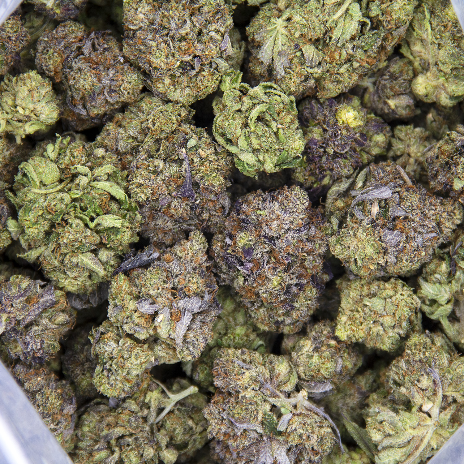 Hindu Kush AAA - Image 2