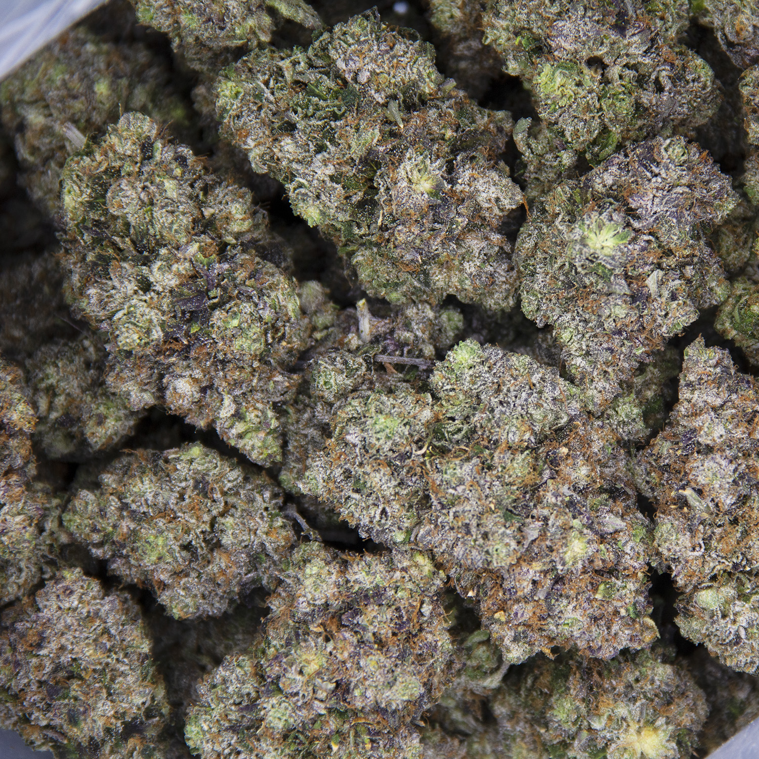 Pink Knockout AAAA - Image 3