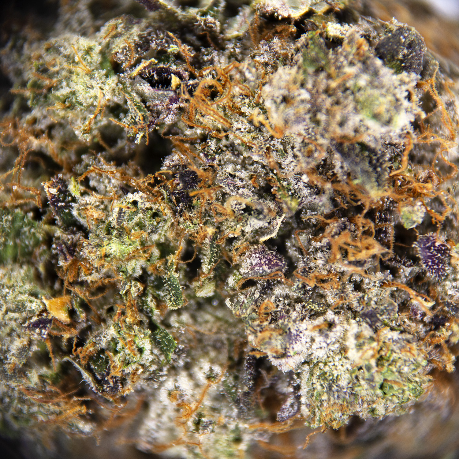 Pink Knockout AAAA - Image 2