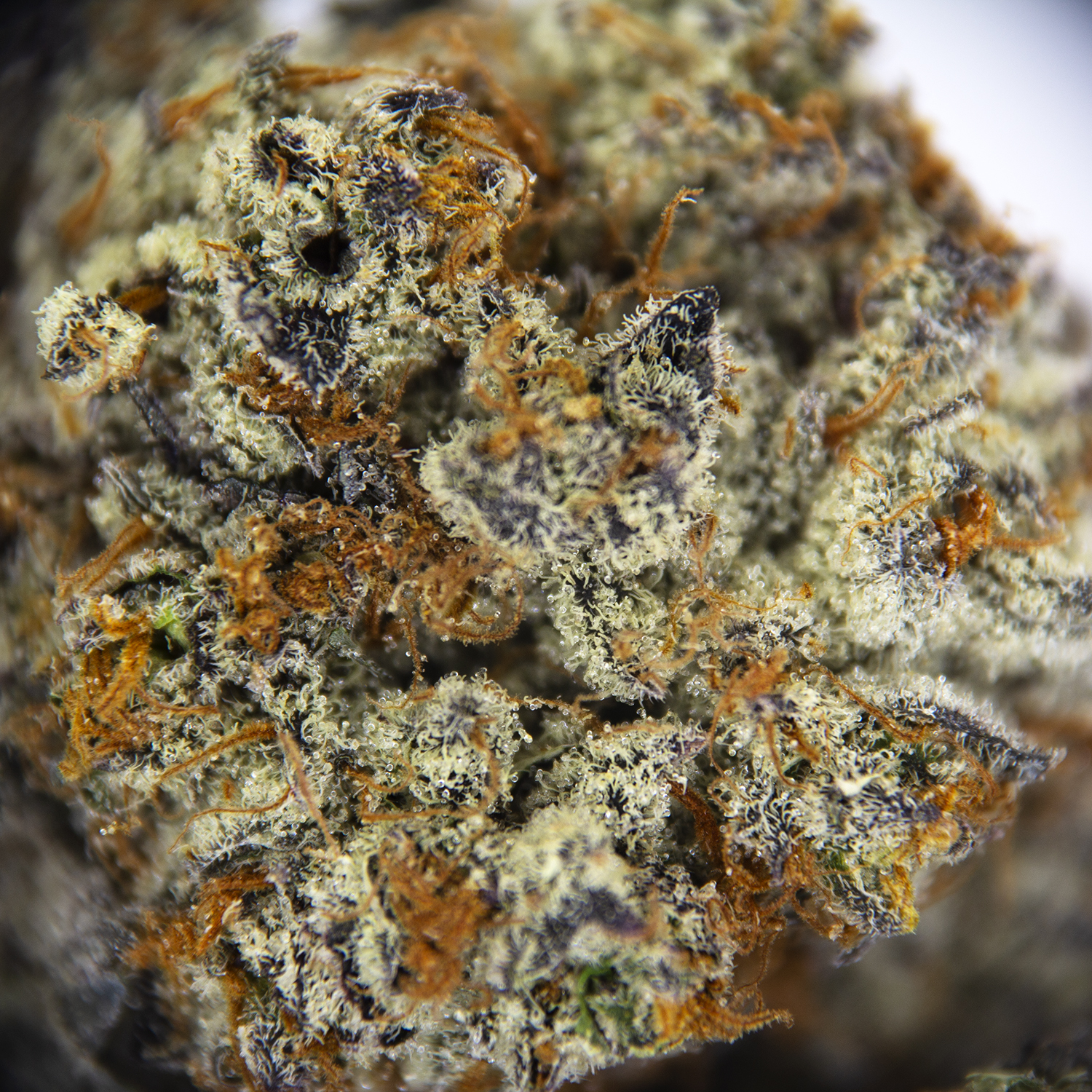 Chocolate Hashberry AAA+ - Image 3