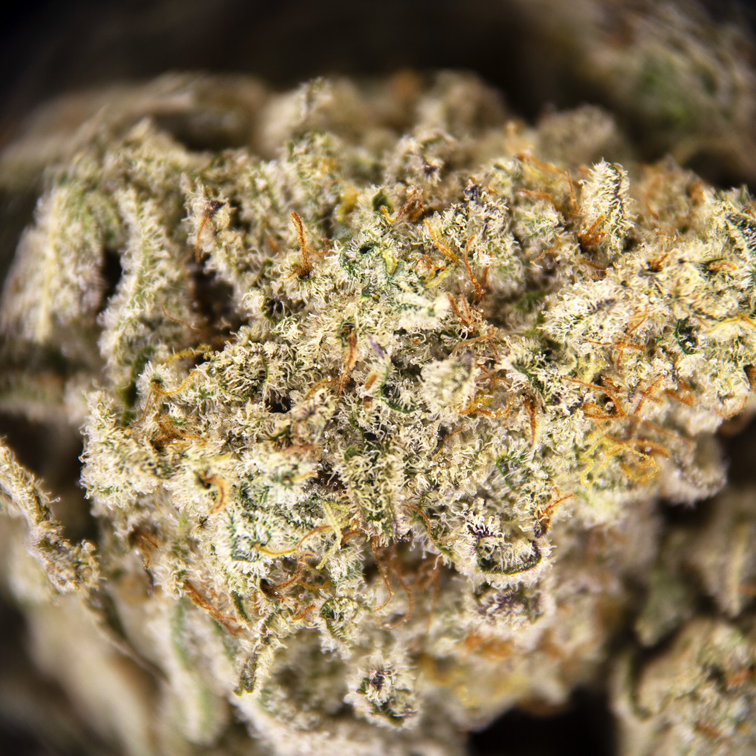 Thin Mint (mediums) - Image 2