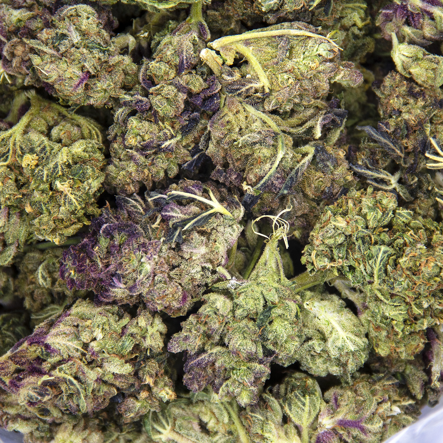 Zookies AA - Image 2