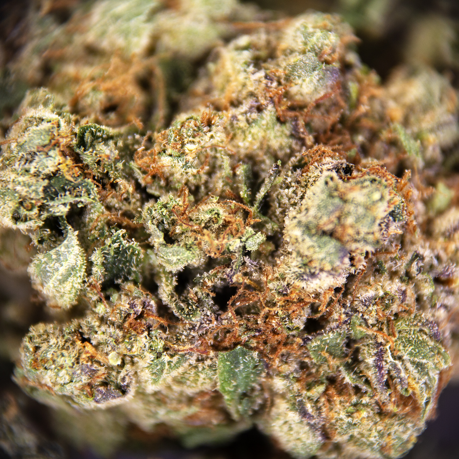 Afghan Goo (mediums) AAA - Image 3