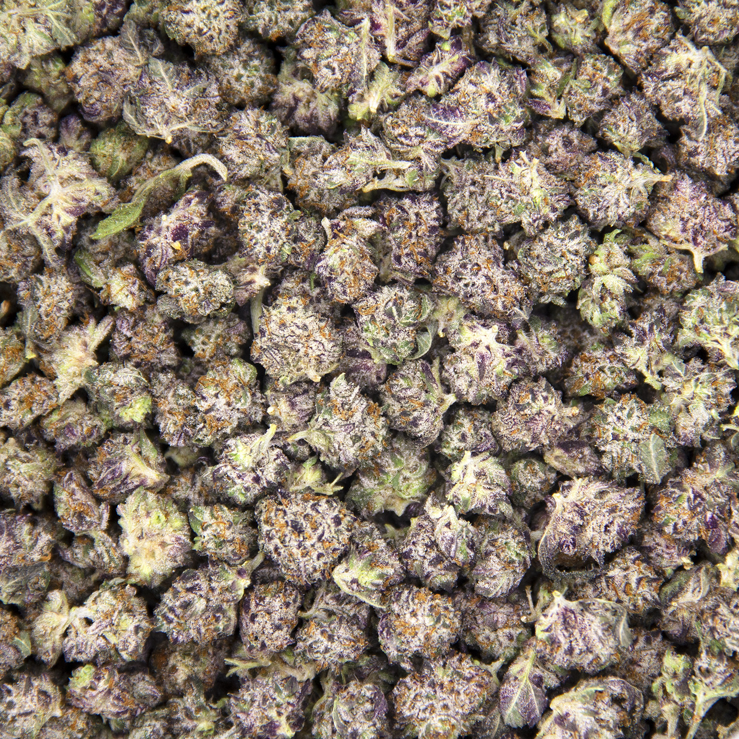 Blackberry Gary (popcorn) AAA - Image 2