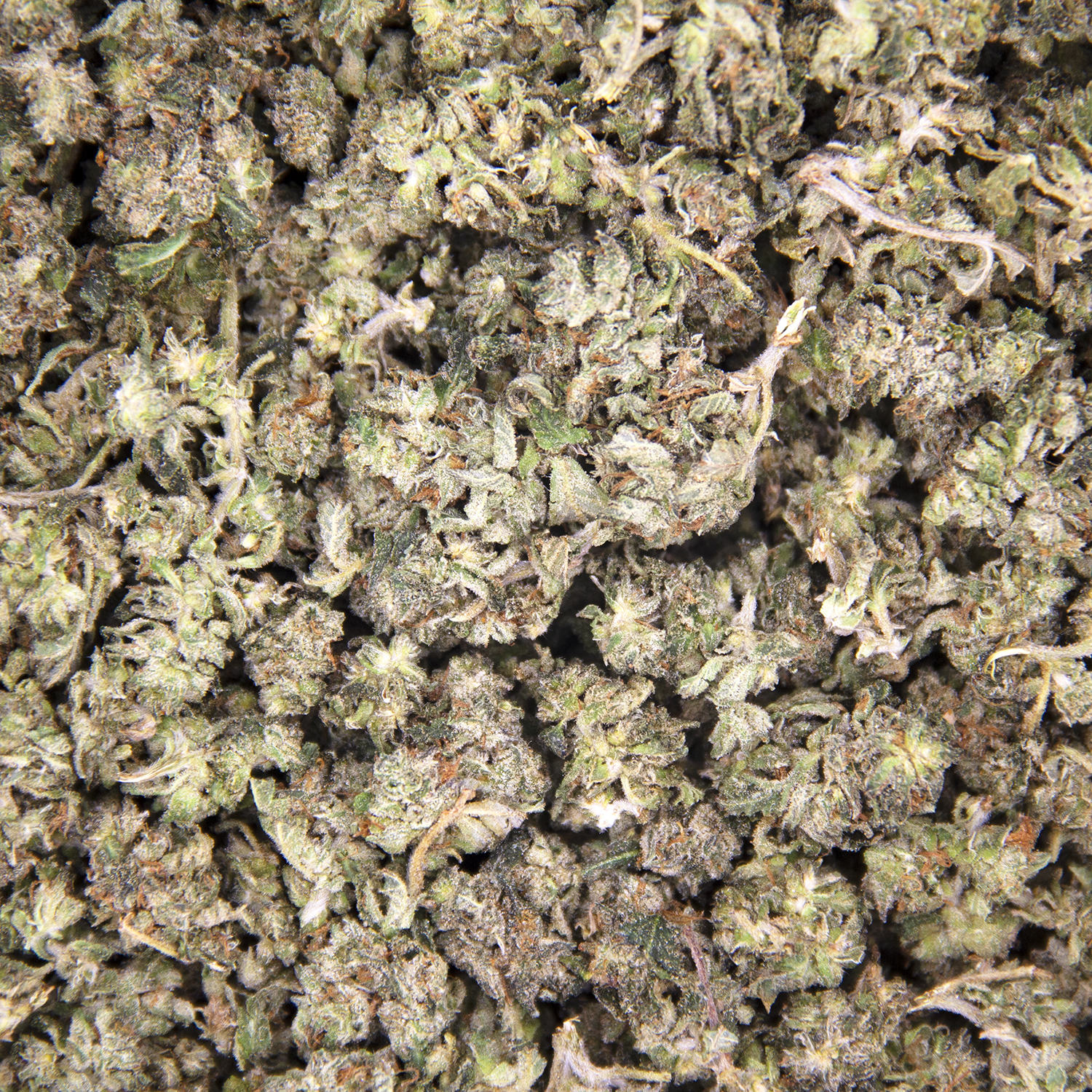 Hindu Kush (popcorn) AA - Image 2