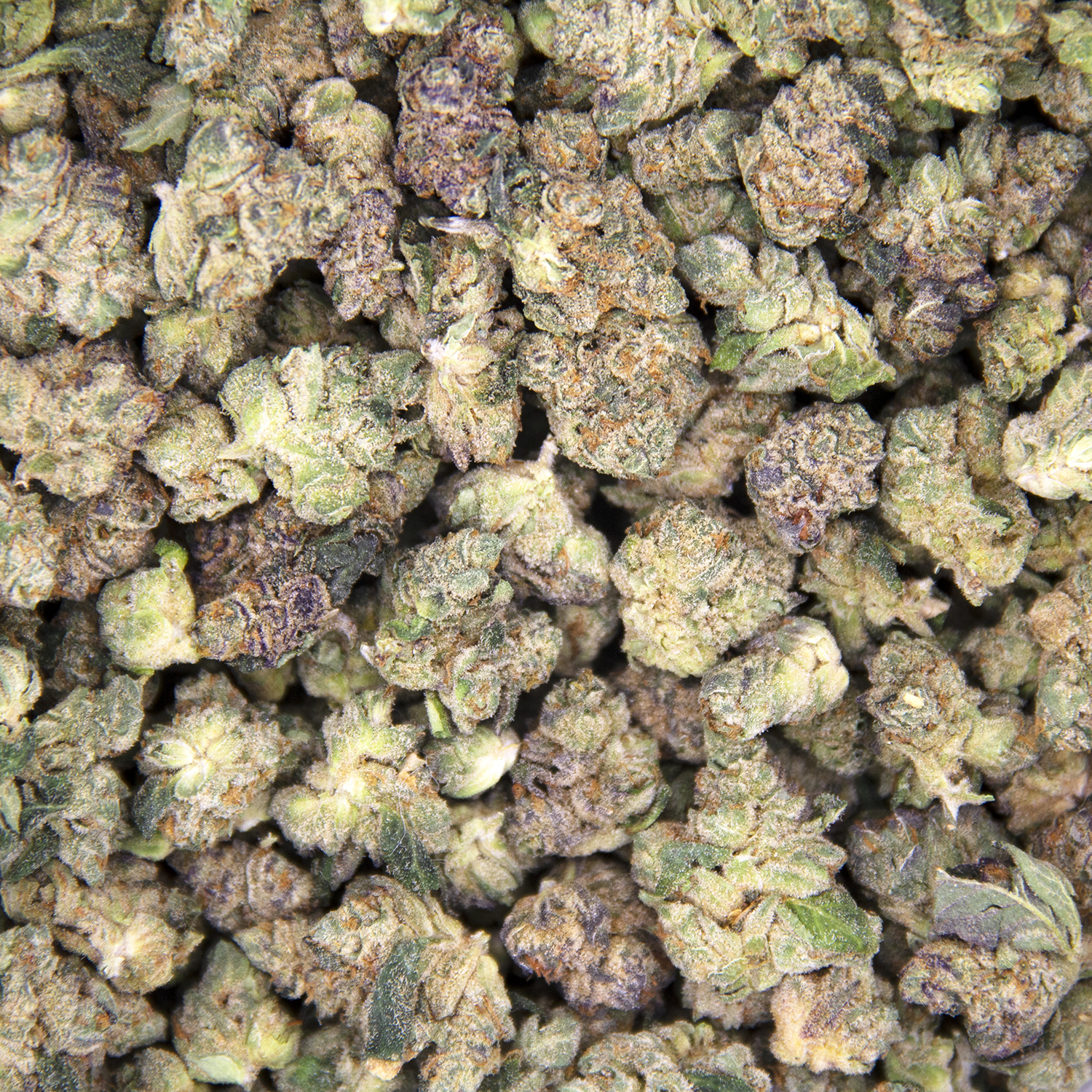 King Tut (smalls) AA+ - Image 2