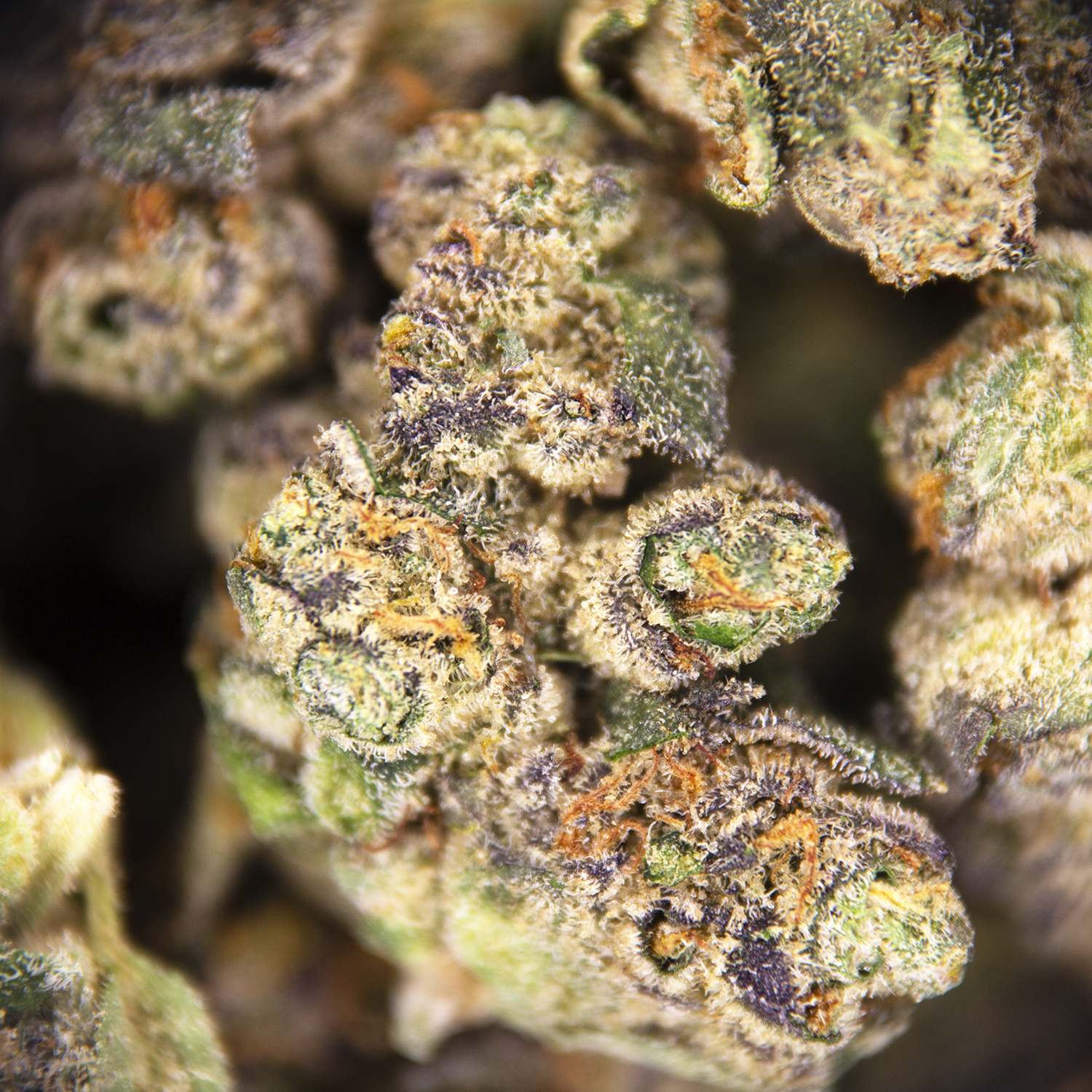 King Tut (smalls) AA+ - Image 3