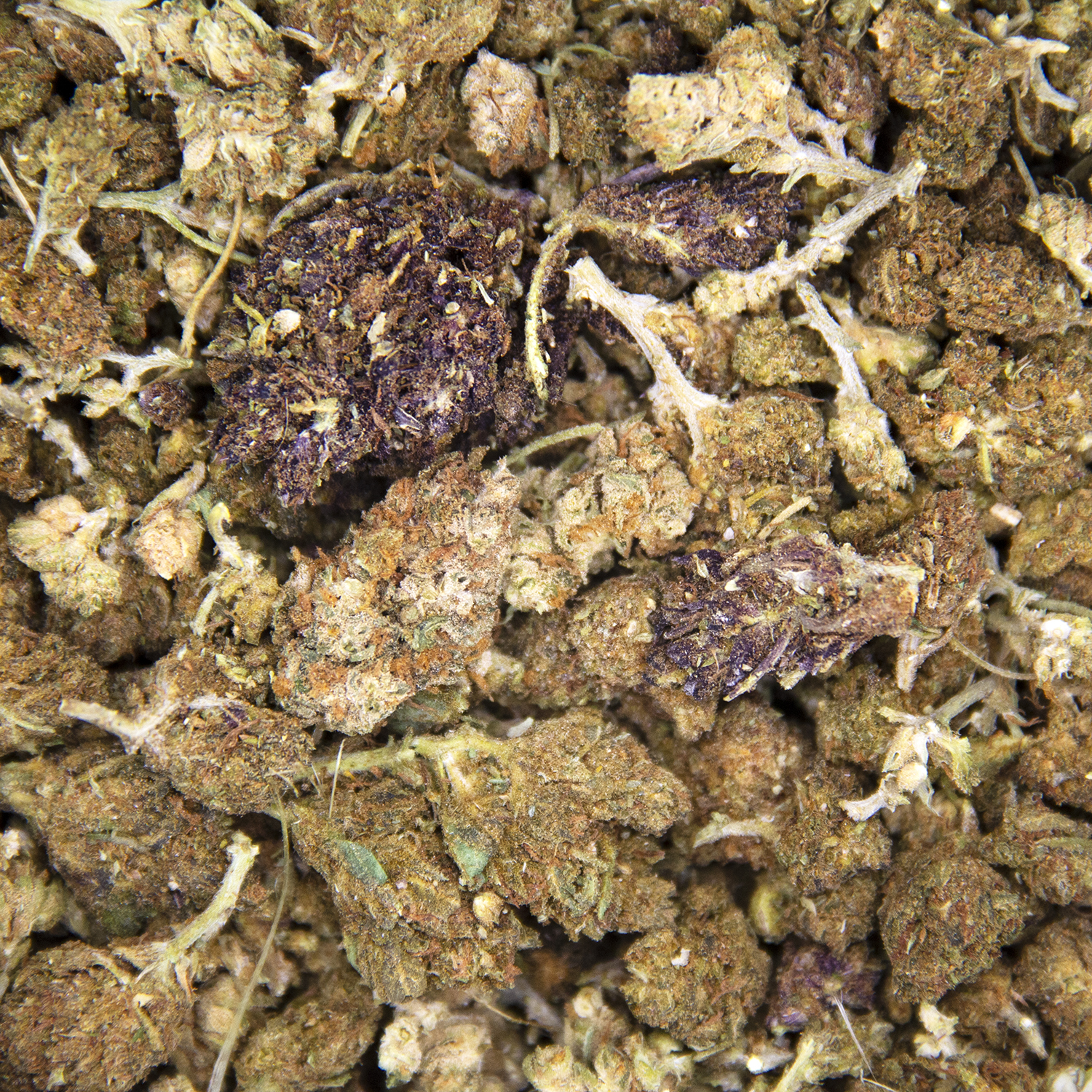 Old Indica (popcorn) A - Image 2