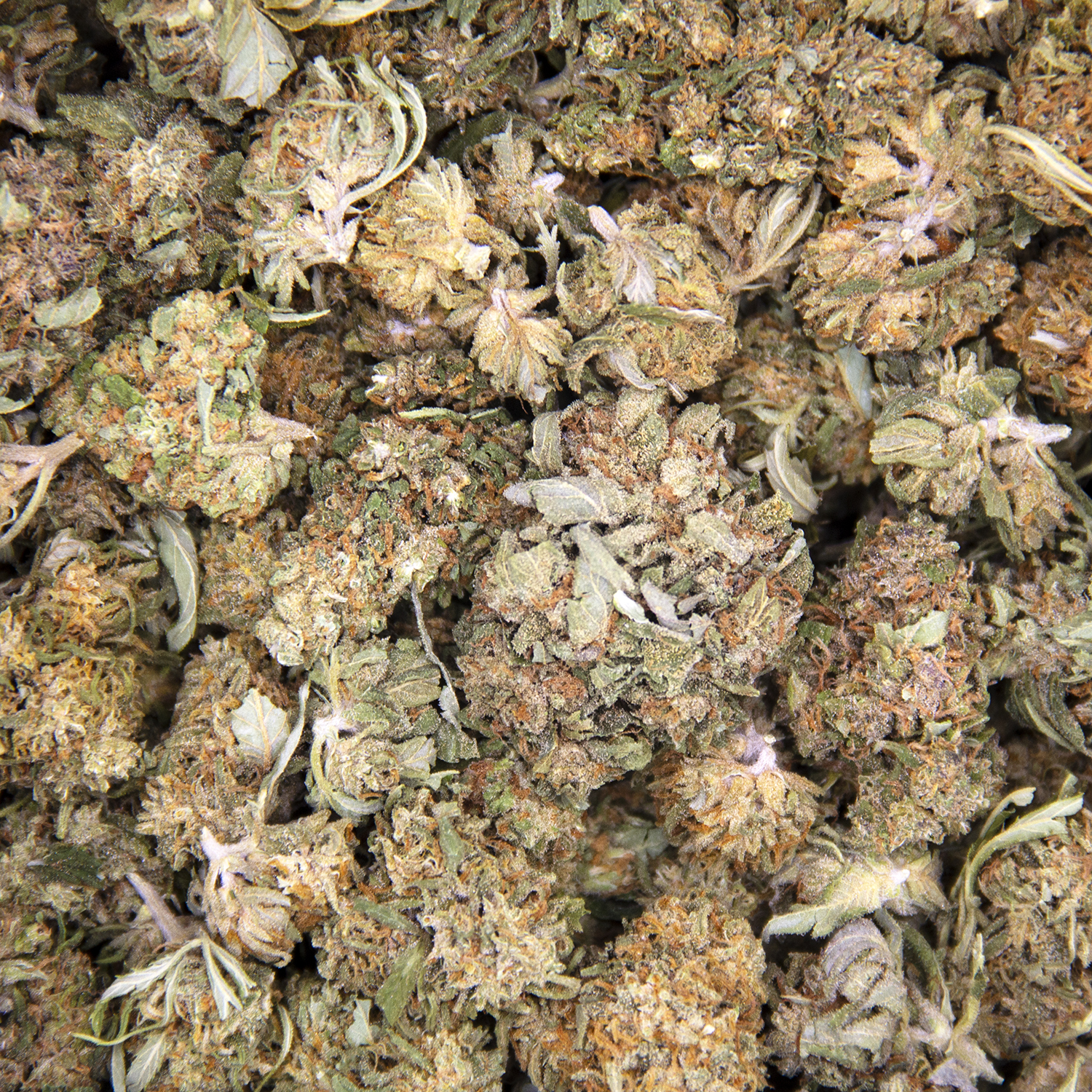 Alaskan Thunder Fuck (smalls) AA - Image 3
