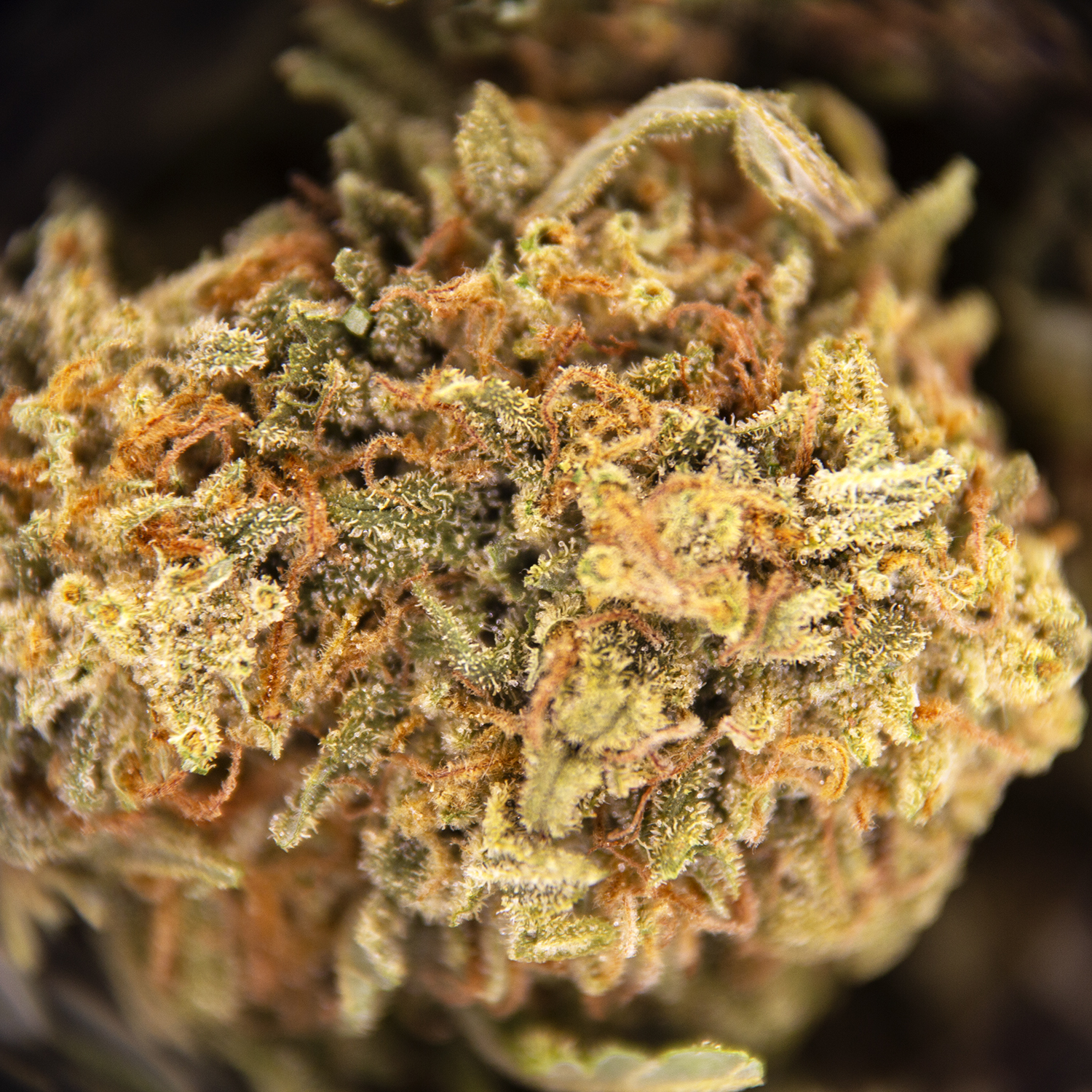 Alaskan Thunder Fuck (smalls) AA - Image 2