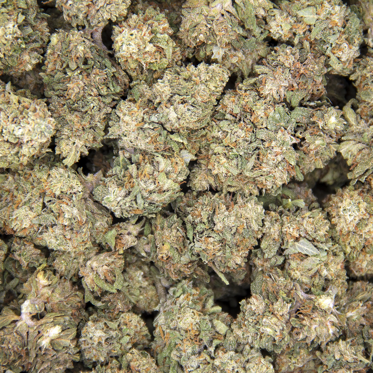 Ghost Train Haze (mediums) AA - Image 2