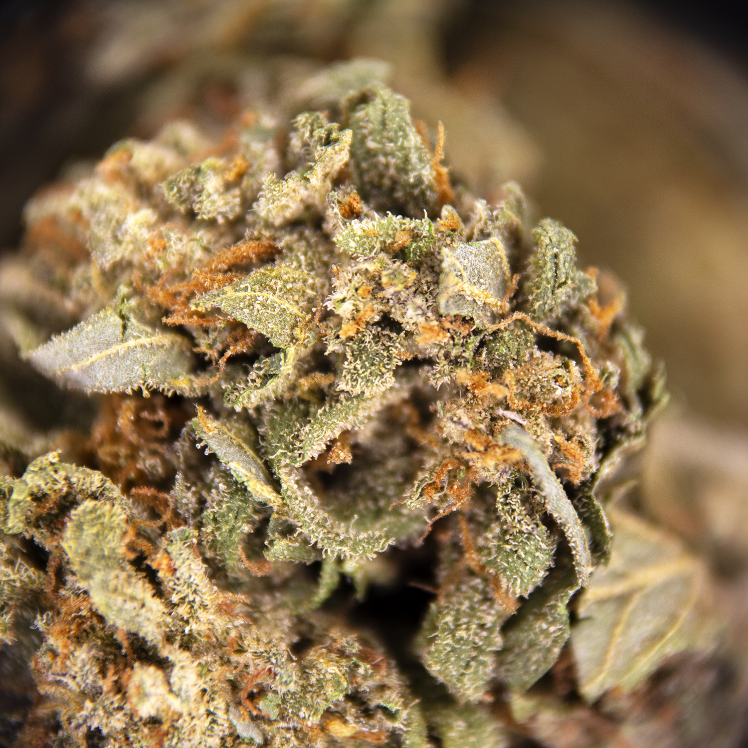 Ghost Train Haze (mediums) AA - Image 3