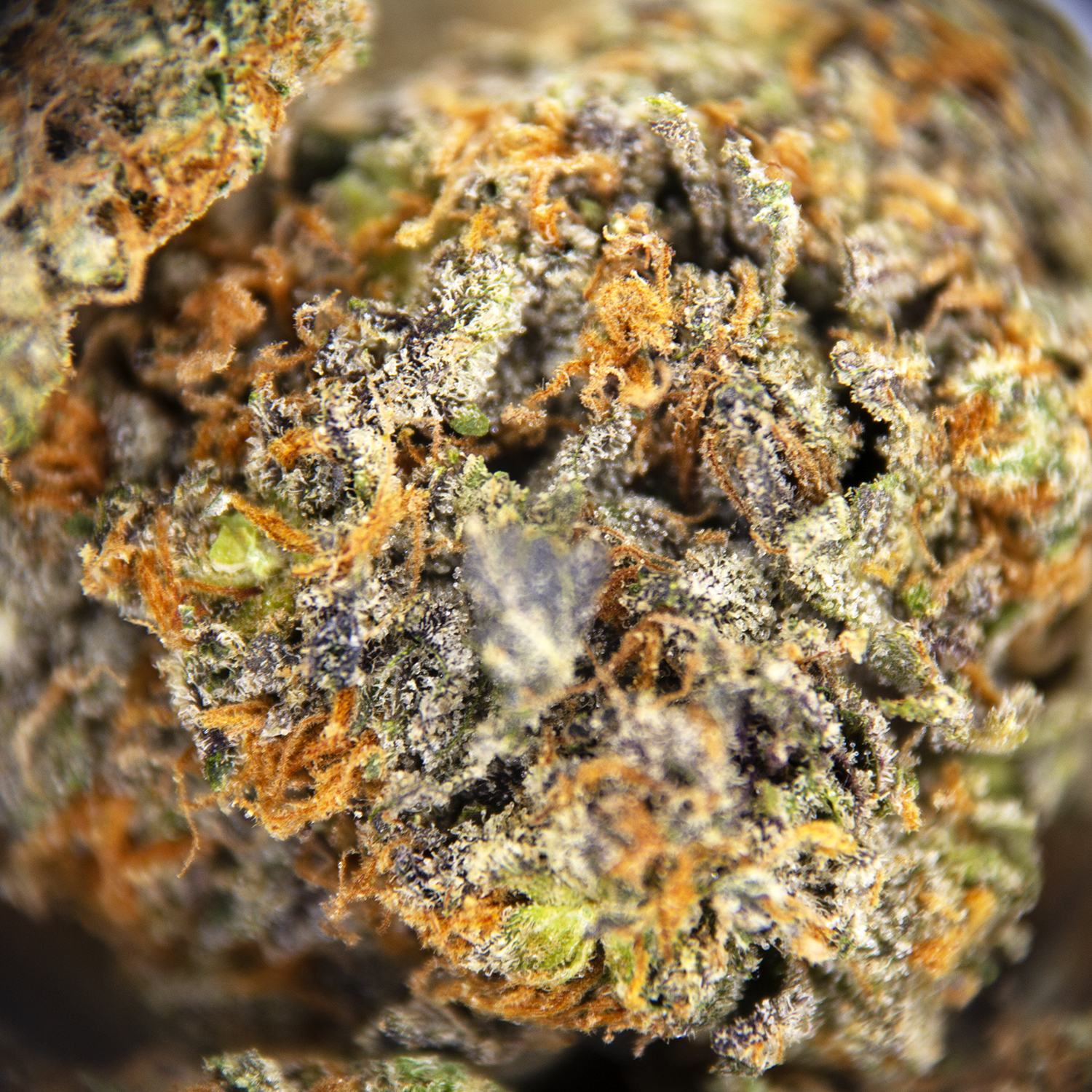Lucky Charms (mediums) AAA - Image 2