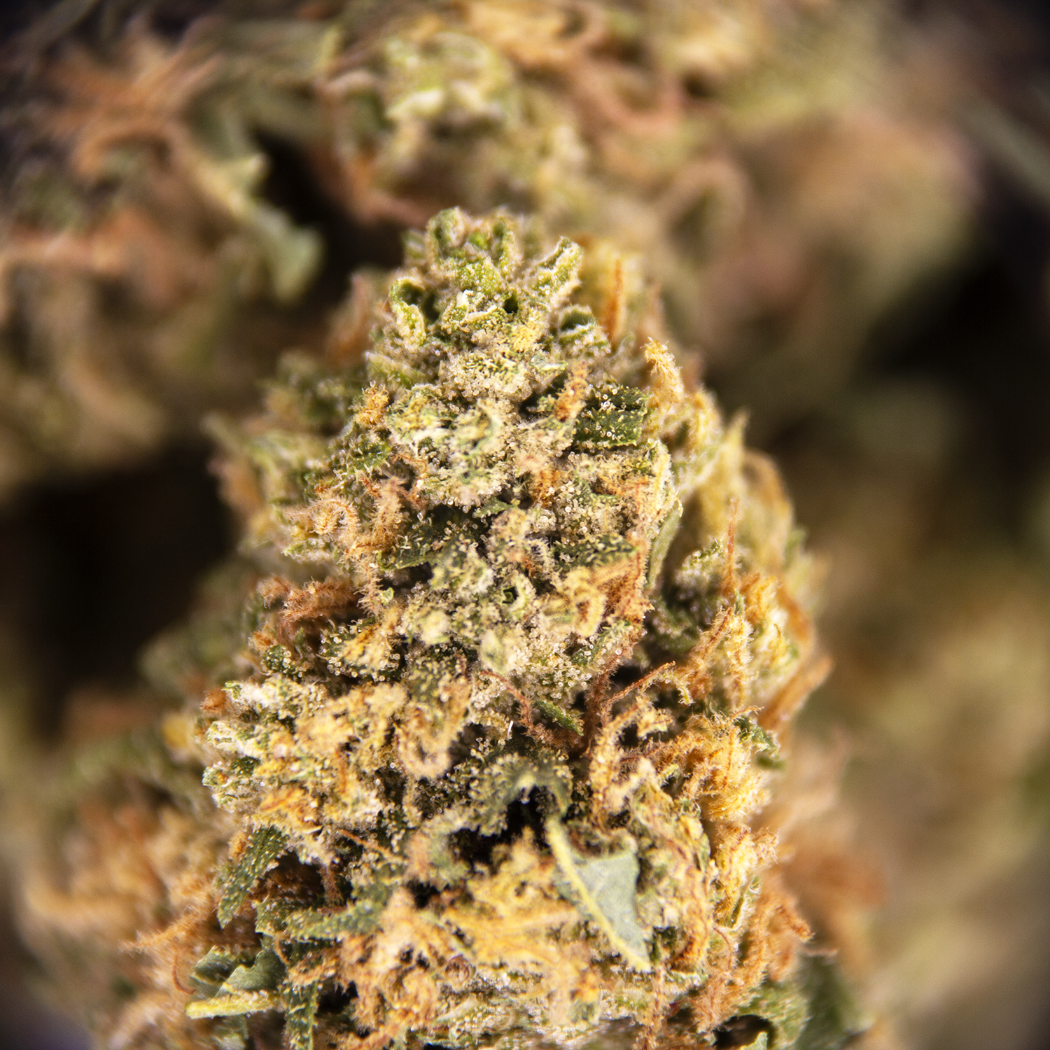 Sour Haze (smalls) AA - Image 3